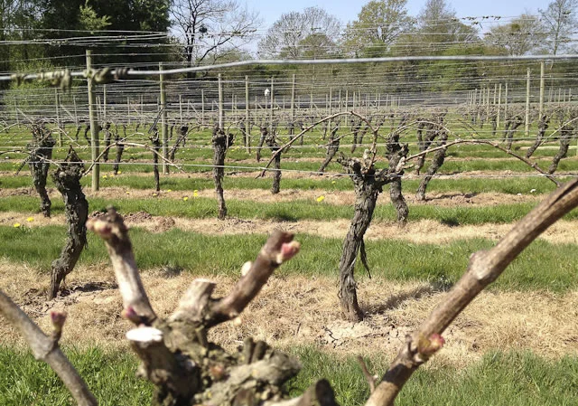 mature uk grap vines pruned for the winter
