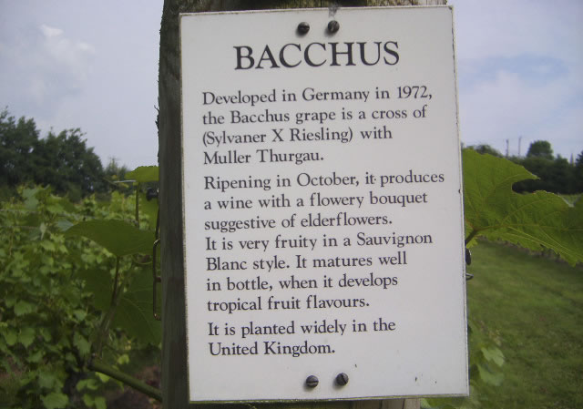 Bacchus - white wine grown on English vineyard