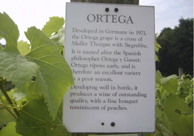 Ortega - white wine grown in English vineyard