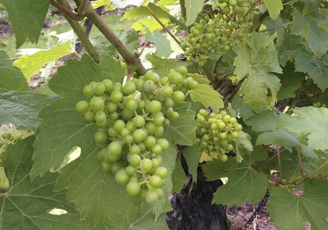 grapes growing on uk vineyard
