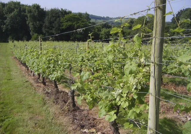 grape vines showing early summer growth