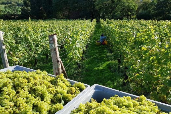 grapes being harvested from english vineyard