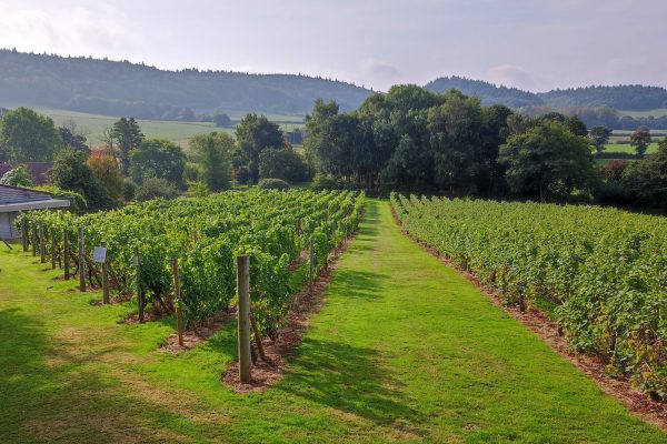 coddington vineyard vines growing